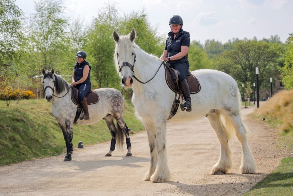 Rare Breed Horse Celebrating One Year at Kynren