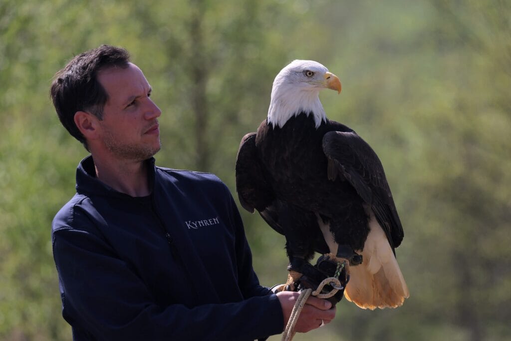 Image: Jimmy Robinson, Curator, Birds & Conservation at Kynren - The Storied Lands is helping to create The Lost Feather. Pictured with a bald eagle.