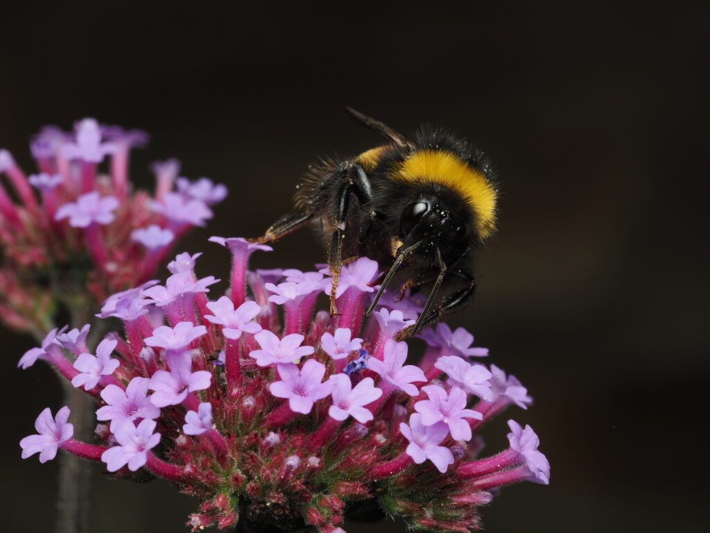 Bee landing on a flower on the Kynren site