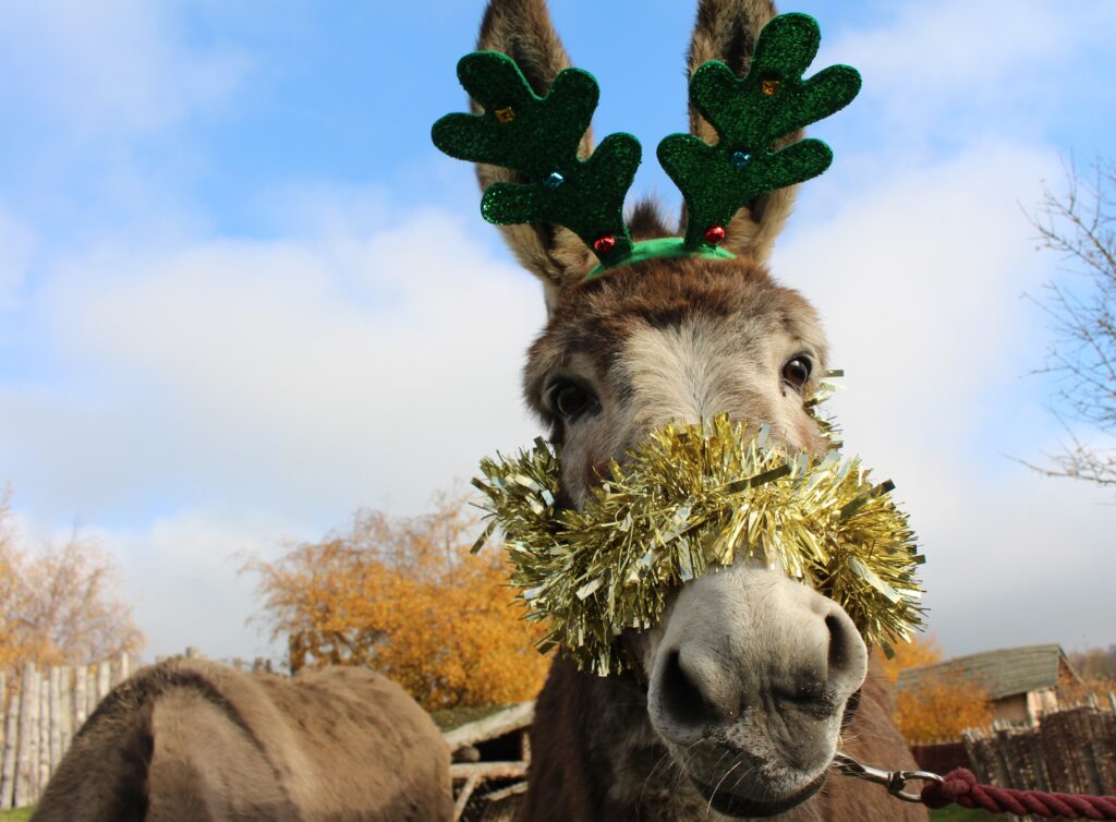 A donkey wearing a tinsel headband looks at the camera.