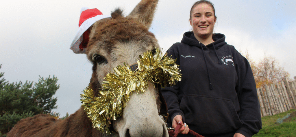 A donkey wearing a tinsel headcollar and santa aht looks into the camera alongside one of Kynren's volunteers.