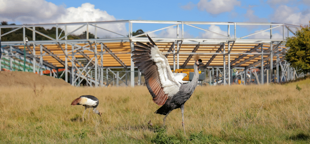 An African Crown Crane stretches its wings in front of the build of The Lost Feather at the Kynren site in Bishop Auckland.