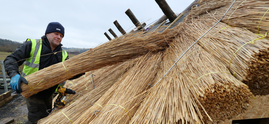 Thatcher places a bale into place on a half-thatched roof.