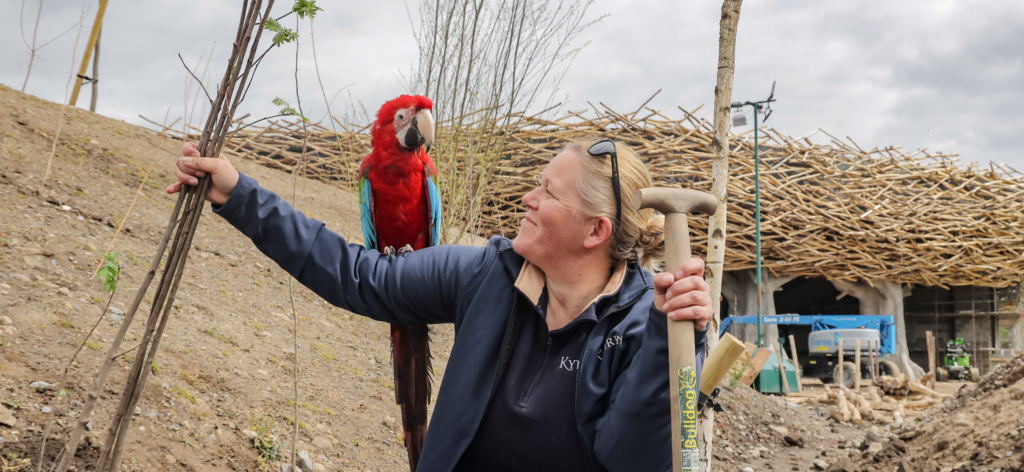 A red and blue parrot looks at a woman holding a shovel in front of the construction site of an arena.