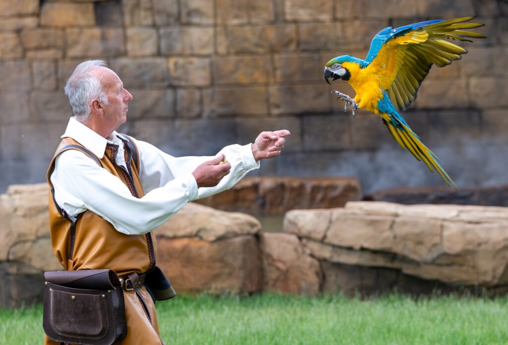 a man dressed in a late medieval style costume faces a blue and gold macaw as it comes to land on his arm