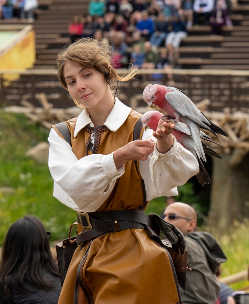 a woman in a late medieval costume feeds two pink birds that have landed on her arm as she carries them away