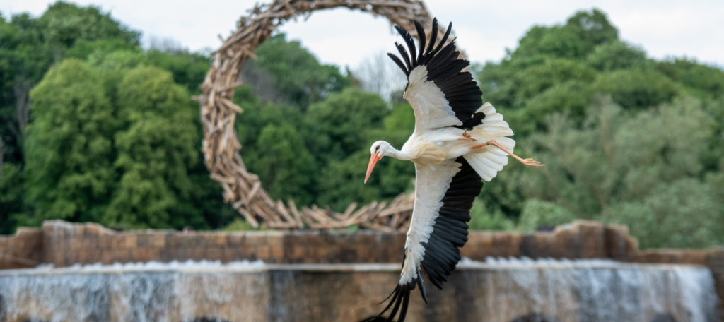A Crane flies with wings outstretched in front of a giant nest-like ring structure. The backdrop forms part of the set for The Lost Feather, one of the shows in Kynren - The Storied Lands