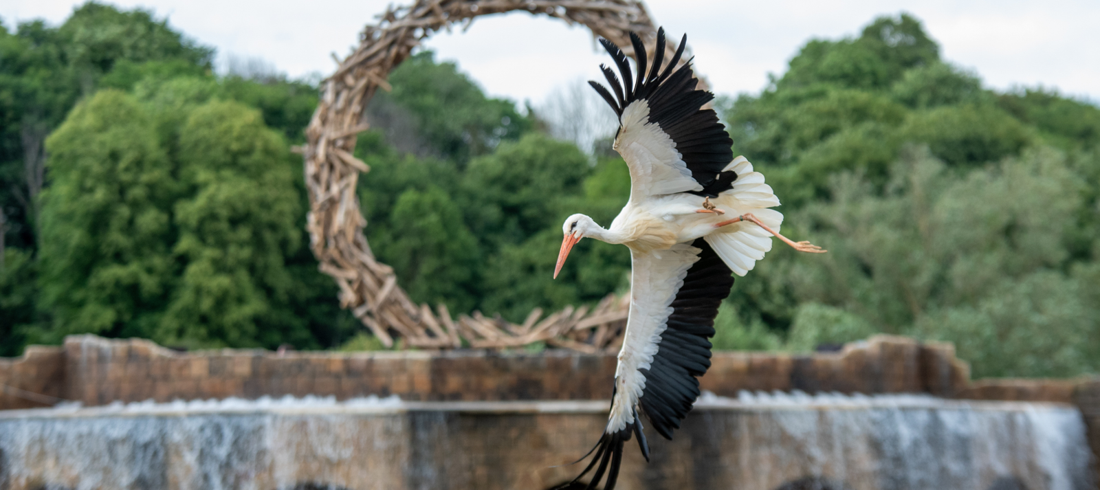 A Crane flies with wings outstretched in front of a giant nest-like ring structure. The backdrop forms part of the set for The Lost Feather, one of the shows in Kynren - The Storied Lands